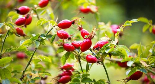 Как сушить плоды шиповника: пошаговая инструкция 02 Как сушить плоды шиповника: пошаговая инструкция 02