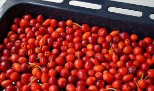 Как сушить плоды шиповника. Пошаговая инструкция