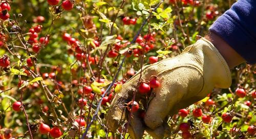 Как сушить шиповник в домашних условиях правильно: простая инструкция 09