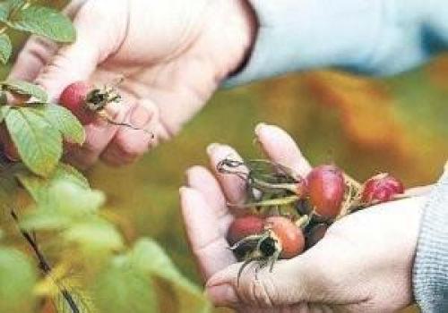 Как подготовить шиповник к хранению, чтобы сохранить его полезные свойства. Общие правила