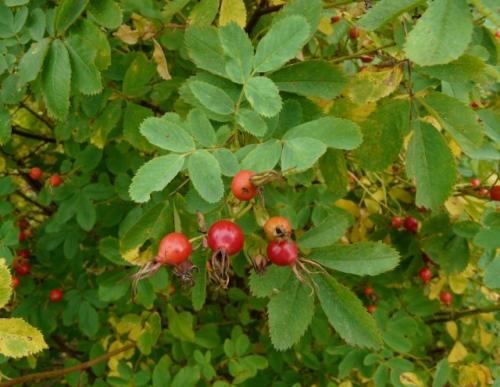Как проверить, полностью ли высохли плоды шиповника. Шиповник шиповнику рознь
