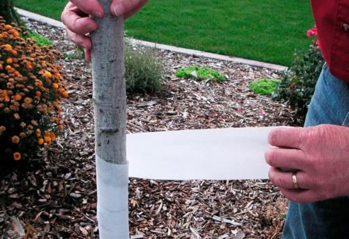 Чем обмотать яблони на зиму. Материалы для укрытия