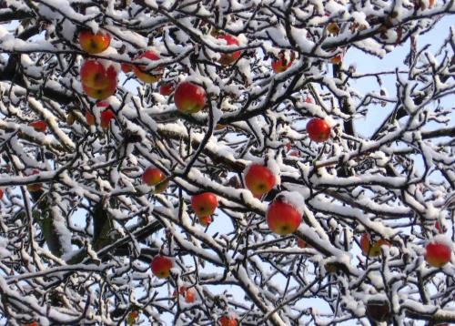 Чем обмотать яблони на зиму. Материалы для укрытия