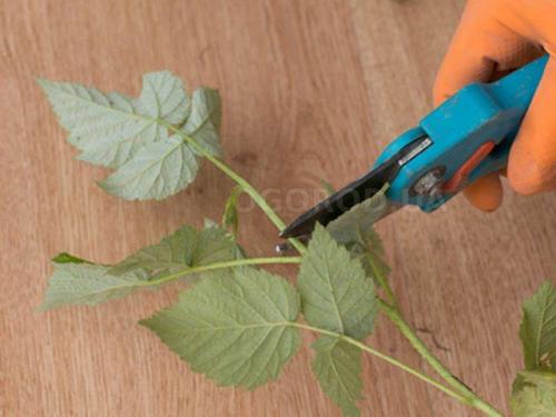 Можно ли размножать малину черенками. Размножение малины зелеными черенками