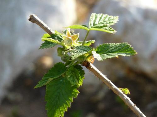 Размножение малины зелеными черенками. Как разводить зелёными черенками