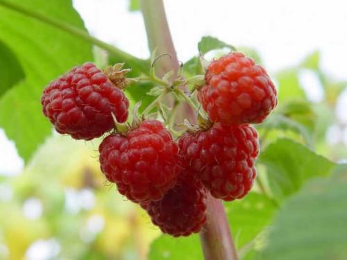 Размножение малины в стаканчиках. Размножение малины: 125 фото и видео описание, как правильно размножить малину своими руками