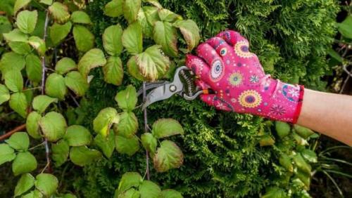 Размножение малины в стаканчиках. Размножение малины: 125 фото и видео описание, как правильно размножить малину своими руками