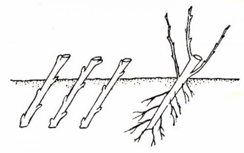 Размножение малины одревесневшими черенками. Размножение малины черенками