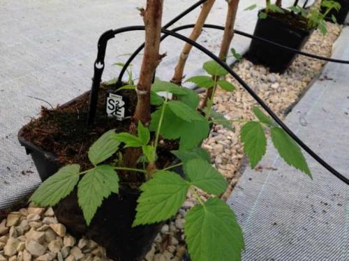 Размножение малины методом буррито. Деление куста