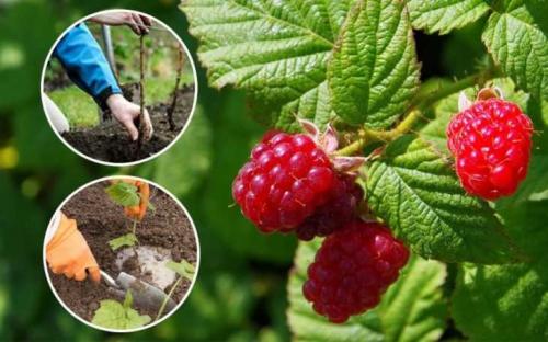 Размножение малины в стаканчиках. Размножение малины: 125 фото и видео описание, как правильно размножить малину своими руками