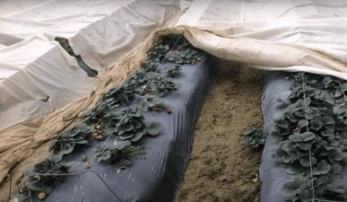 Какие средства защиты от морозов можно использовать для клубники. Агроволокно: спанбонд, акрил