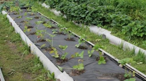 Какой толщины должен быть слой укрытия для клубники. Особенности укрывных материалов для клубники
