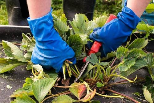 Эффективные методы защиты клубники от морозов в 2023 году 01