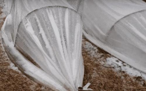 Какие средства защиты от морозов можно использовать для клубники. Агроволокно: спанбонд, акрил