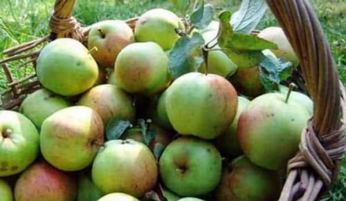 Как хранить яблоки в мешках. Как хранить яблоки на зиму в погребе: идеальные условия и лучшие способы