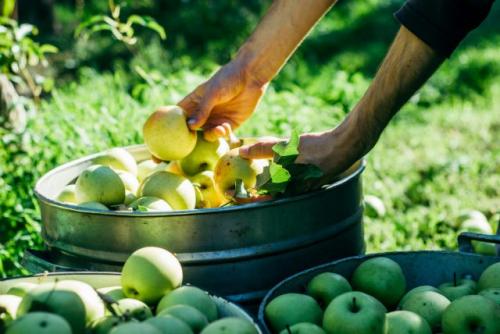 Как определить, что яблоко стало слишком спелым. Как оценить зрелость ранних и средних яблок?