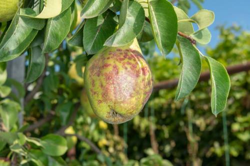 Просто и эффективно: советы по сохранению свежести яблок 05