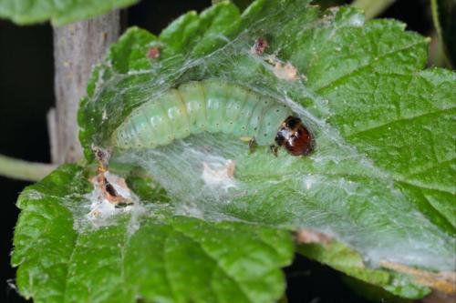 Просто и эффективно: советы по сохранению свежести яблок 03