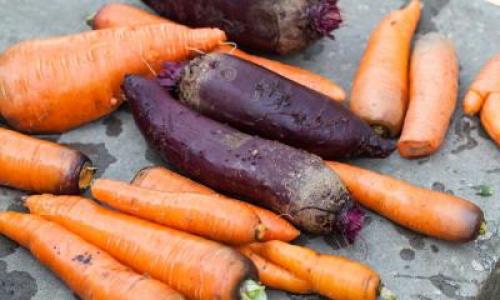 Как хранить морковь и свеклу. Как нельзя делать и почему?