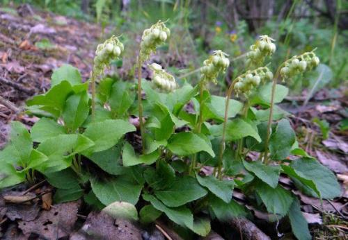 Как Шиповник применяется в гинекологии в больницах. Шиповник при обильных месячных