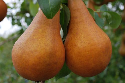 Подкормка груш летом. Подкормка груши осенью, весной и летом: какие удобрения использовать, график внесения