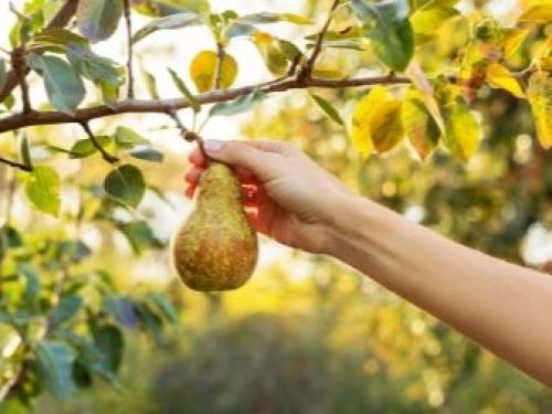 Удобрения для подкормки груши. Подкормите грушу весной 01