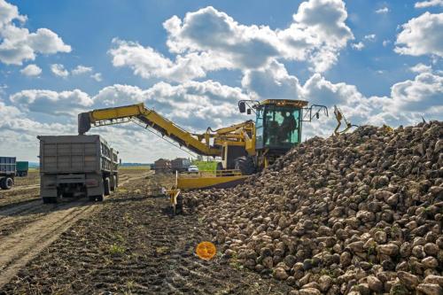 Сезон переработки сахарной свеклы близится к завершению: что следует ожидать 01