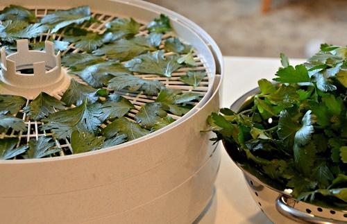 Можно ли сушить другие травы вместе с шиповником в духовке с конвекцией. Сушка петрушки