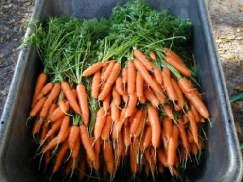 Как хранить морковь в домашних условиях зимой. Лучшие способы, как хранить морковь после сбора урожая до весны 06 Как хранить морковь в домашних условиях зимой. Лучшие способы, как хранить морковь после сбора урожая до весны 06