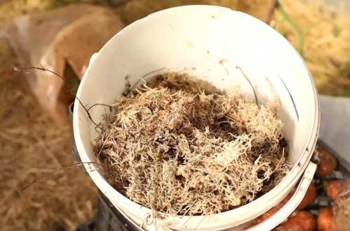 Как готовить морковь и свеклу к зимнему хранению. Сочные корнеплоды до весны и даже дольше! Как сохранить морковь и свёклу зимой: способы для разных условий
