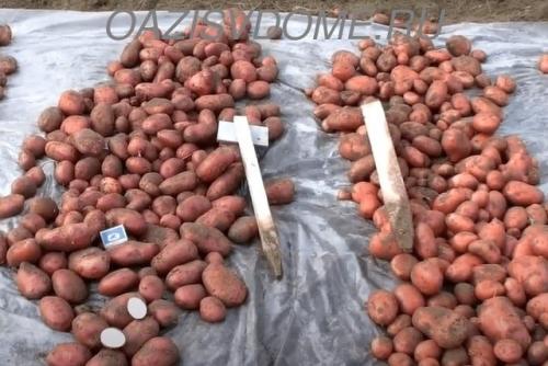 Благоприятные дни для уборки моркови и свеклы в сентябре. Лунный уборочный календарь на сентябрь 2022 для сбора урожая овощей и фруктов