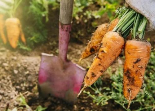 Как убирать морковь и свеклу. Как определить сроки уборки корнеплодов 03