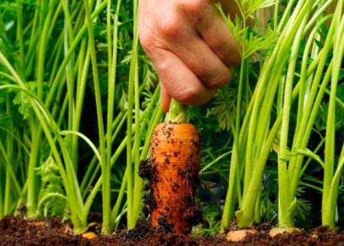 Как убирать морковь и свеклу. Как определить сроки уборки корнеплодов 05