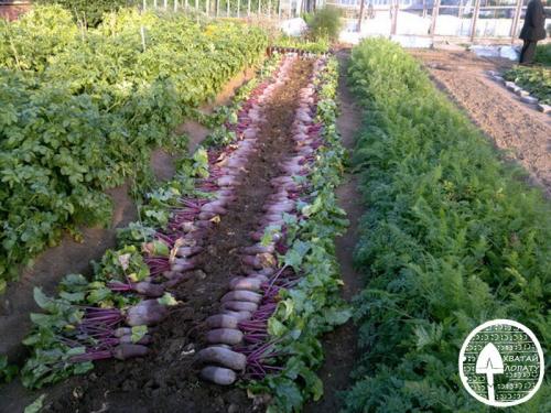 Когда убирать свеклу на урале. Когда убирать свеклу – сроки