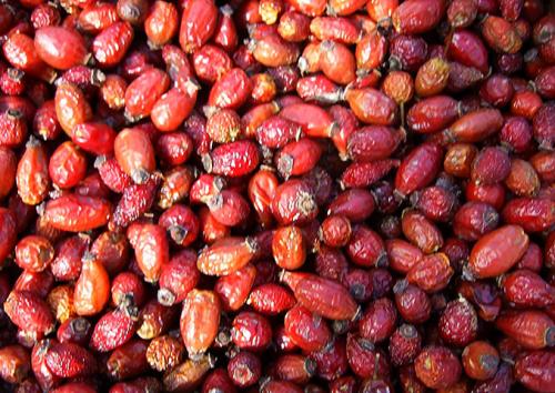 Как хранить высушенный шиповник. Варианты сбережения