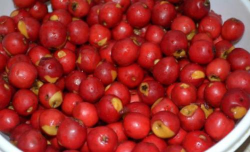 Как сохранить боярышник на зиму. Правила заморозки 01