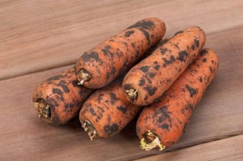 ХРАНЕНИЕ моркови и свеклы 100%. Подготовка корнеплодов к хранению 04 ХРАНЕНИЕ моркови и свеклы 100%. Подготовка корнеплодов к хранению 04