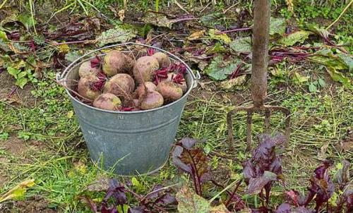 ХРАНЕНИЕ моркови и свеклы 100%. Подготовка корнеплодов к хранению 11 ХРАНЕНИЕ моркови и свеклы 100%. Подготовка корнеплодов к хранению 11