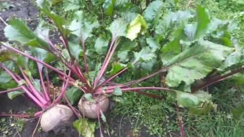 ХРАНЕНИЕ моркови и свеклы 100%. Подготовка корнеплодов к хранению 08 ХРАНЕНИЕ моркови и свеклы 100%. Подготовка корнеплодов к хранению 08