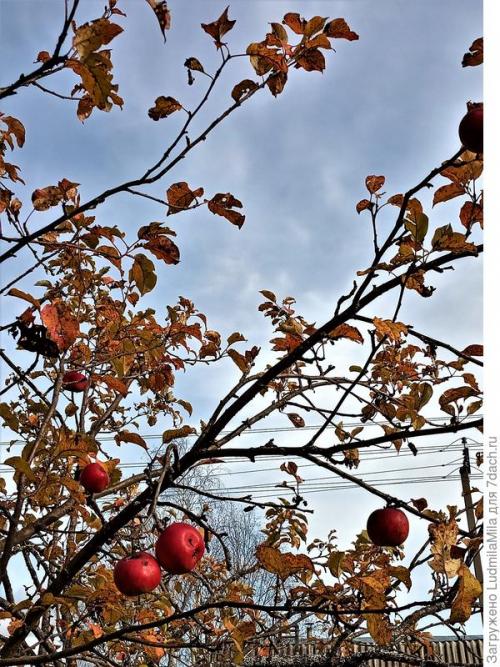 Рыбья мука, как удобрение способ применение. Рыбная мука, как удобрение