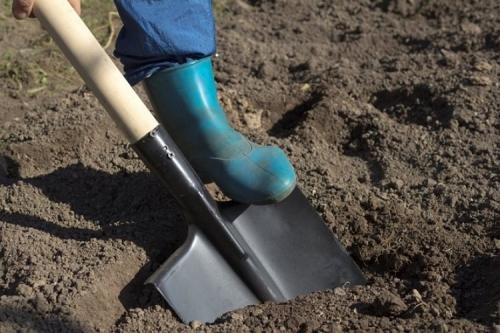 Какие преимущества имеет использование ложки подкормки в лунку перед другими методами удобрения. Топ-12 способов применения костной муки на огородном и садовом участке