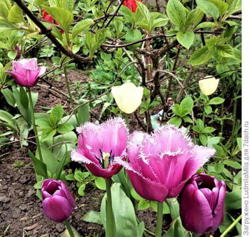 Какой эффект на рост и урожайность перца оказывает добавление рыбной муки. Рыбная мука, как удобрение