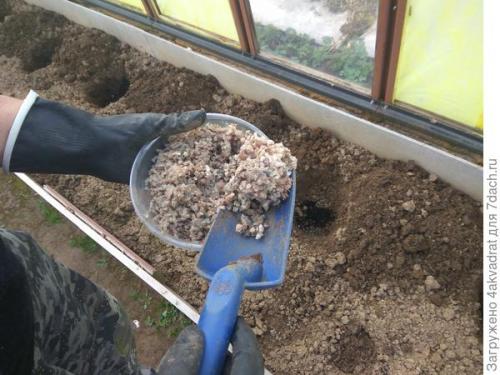 Используем рыбную муку для удобрения томатов. Устройте томату «рыбный день», и это не обязательно четверг