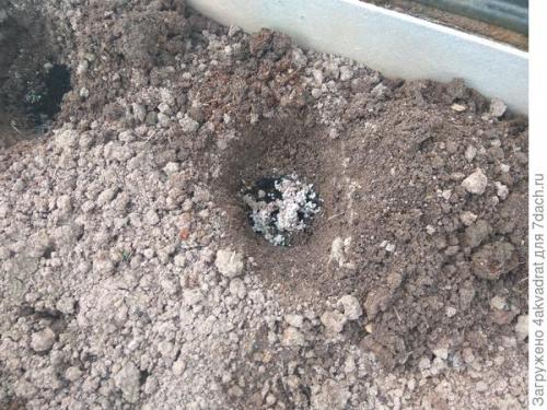 Используем рыбную муку для удобрения томатов. Устройте томату «рыбный день», и это не обязательно четверг