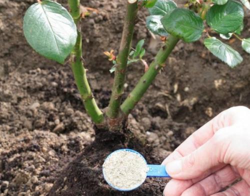 Как правильно применять рыбную муку для огурцов. Зачем используют удобрение