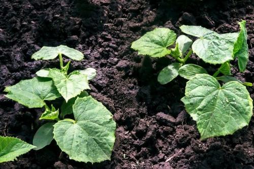 Какие преимущества имеет использование ложки подкормки в лунку перед другими методами удобрения. Топ-12 способов применения костной муки на огородном и садовом участке