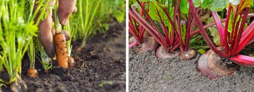 Всего ложка такой подкормки в лунку: как правильно удобрять растения 03 Всего ложка такой подкормки в лунку: как правильно удобрять растения 03