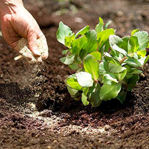 В чем особенности использования рыбной муки по сравнению с другими удобрениями. Применение рыбной муки в качестве подкормки для растений