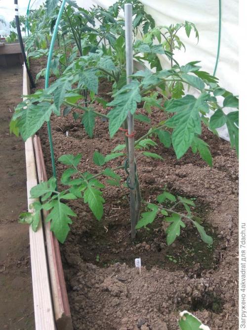 Используем рыбную муку для удобрения томатов. Устройте томату «рыбный день», и это не обязательно четверг