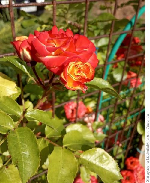 Рыбья мука, как удобрение способ применение. Рыбная мука, как удобрение